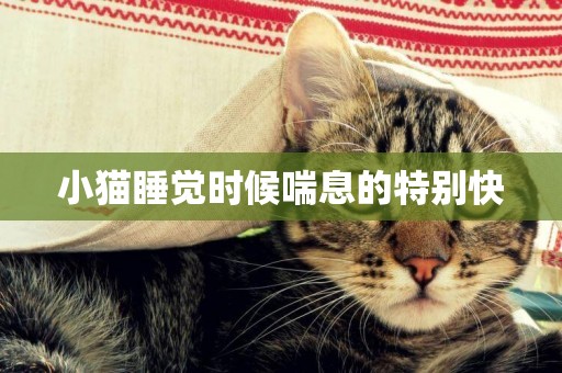 小貓睡覺時候喘息的特別快