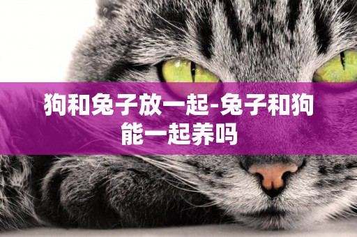 狗和兔子放一起-兔子和狗能一起養嗎