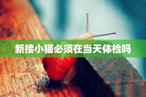 新接小貓必須在當天體檢嗎