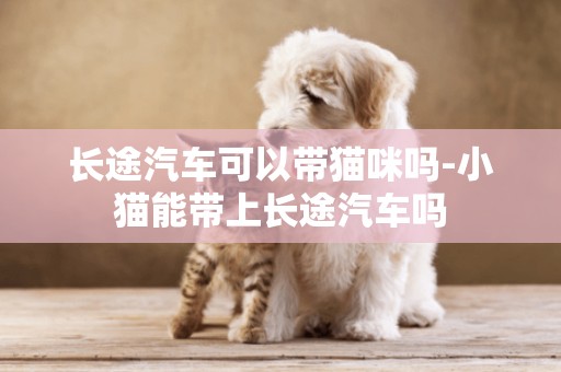 長途汽車可以帶貓咪嗎-小貓能帶上長途汽車嗎