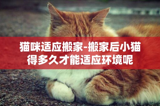 貓咪適應搬家-搬家后小貓得多久才能適應環境呢