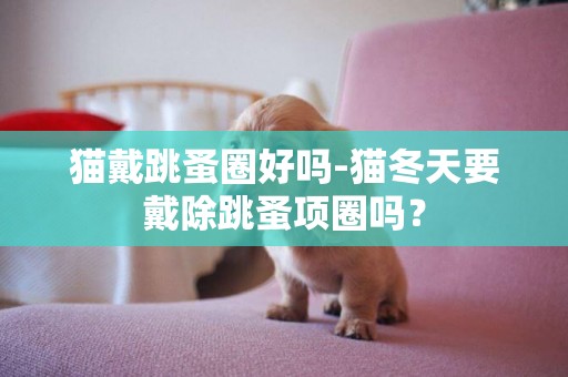 貓戴跳蚤圈好嗎-貓冬天要戴除跳蚤項圈嗎？