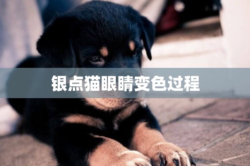 銀點貓眼睛變色過程
