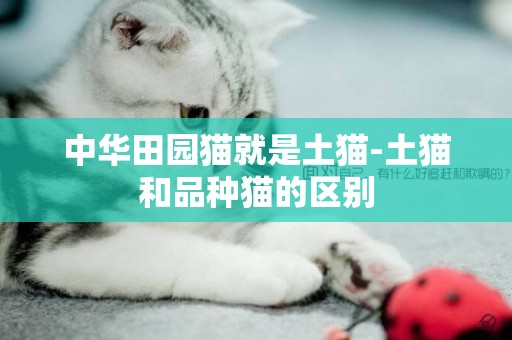 中華田園貓就是土貓-土貓和品種貓的區別