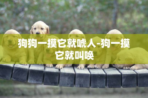 狗狗一摸它就唬人-狗一摸它就叫喚