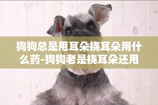 狗狗總是甩耳朵撓耳朵用什么藥-狗狗老是撓耳朵還甩是為什么？