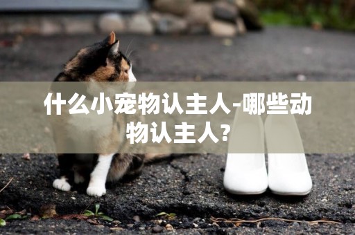 什么小寵物認主人-哪些動物認主人?