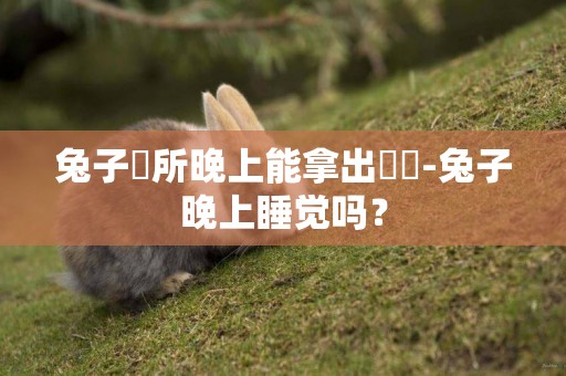 兔子廁所晚上能拿出來麼-兔子晚上睡覺嗎？