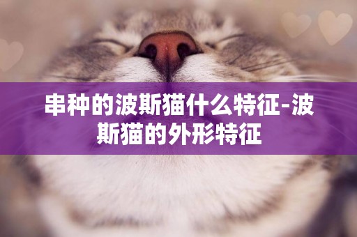 串種的波斯貓什么特征-波斯貓的外形特征