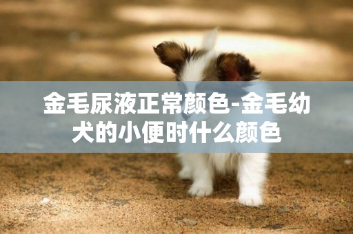金毛尿液正常顏色-金毛幼犬的小便時什么顏色