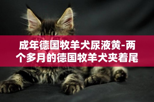 成年德國牧羊犬尿液黃-兩個多月的德國牧羊犬夾著尾巴尿不多拉出來黃黃的為什么