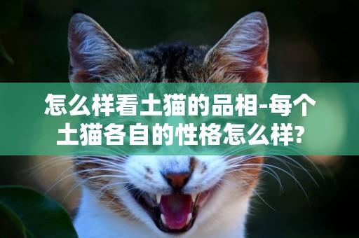怎么樣看土貓的品相-每個土貓各自的性格怎么樣?