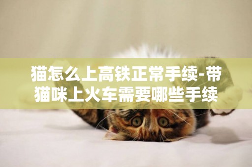 貓怎么上高鐵正常手續-帶貓咪上火車需要哪些手續