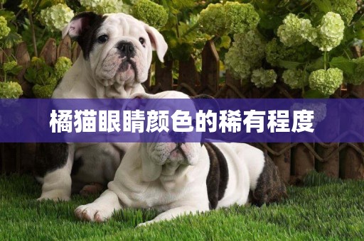 橘貓眼睛顏色的稀有程度