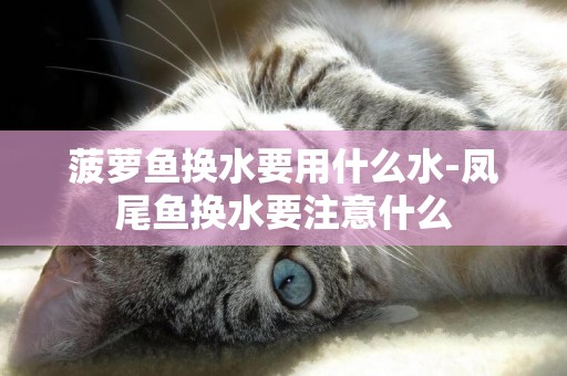 菠蘿魚換水要用什么水-鳳尾魚換水要注意什么