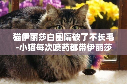 貓伊麗莎白圈隔破了不長毛-小貓每次噴藥都帶伊麗莎白圈，等一個小時確保藥干了才摘下來，小貓了會不會有問