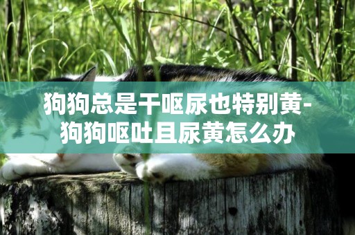 狗狗總是干嘔尿也特別黃-狗狗嘔吐且尿黃怎么辦