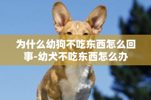 為什么幼狗不吃東西怎么回事-幼犬不吃東西怎么辦