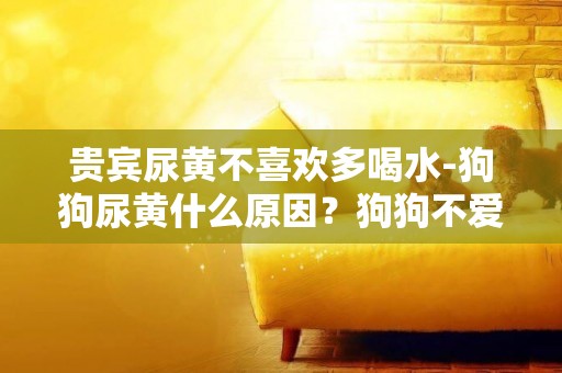 貴賓尿黃不喜歡多喝水-狗狗尿黃什么原因？狗狗不愛喝水怎么辦？有是你辦法可以讓他多喝水