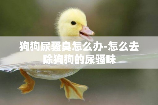 狗狗尿騷臭怎么辦-怎么去除狗狗的尿騷味