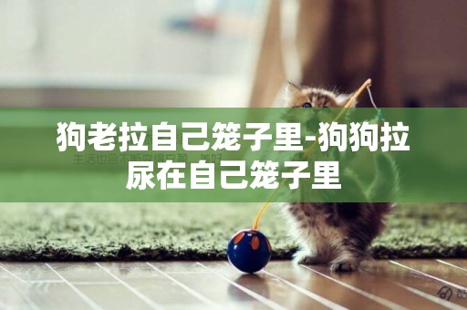 狗老拉自己籠子里-狗狗拉尿在自己籠子里