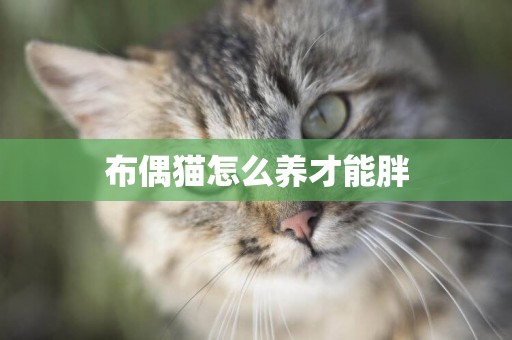 布偶貓怎么養才能胖