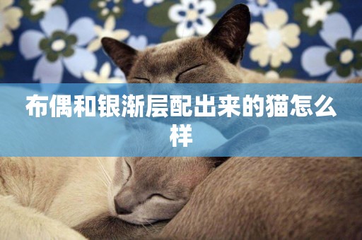 布偶和銀漸層配出來的貓怎么樣