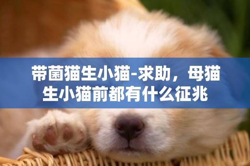帶菌貓生小貓-求助，母貓生小貓前都有什么征兆