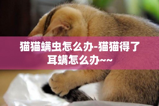 貓貓螨蟲怎么辦-貓貓得了耳螨怎么辦~~