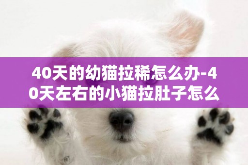 40天的幼貓拉稀怎么辦-40天左右的小貓拉肚子怎么辦