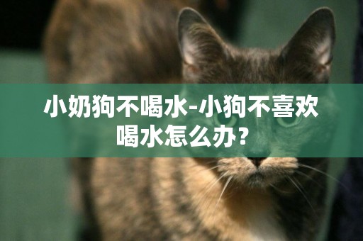 小奶狗不喝水-小狗不喜歡喝水怎么辦？