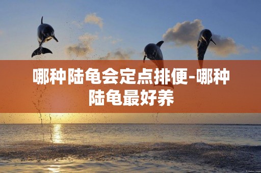 哪種陸龜會定點排便-哪種陸龜最好養