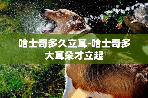 哈士奇多久立耳-哈士奇多大耳朵才立起