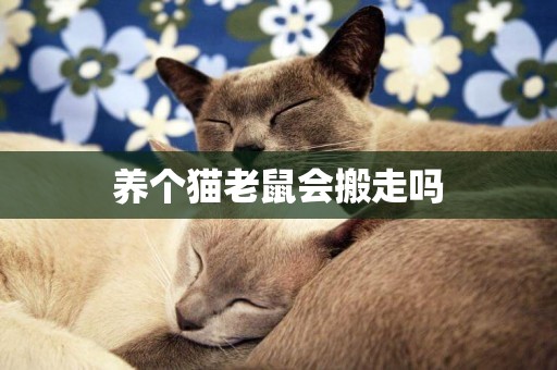 養個貓老鼠會搬走嗎