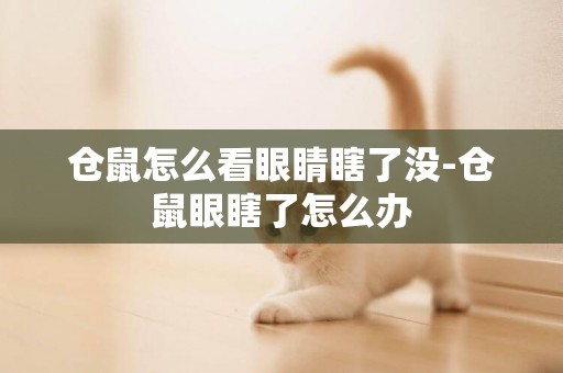 倉鼠怎么看眼睛瞎了沒-倉鼠眼瞎了怎么辦