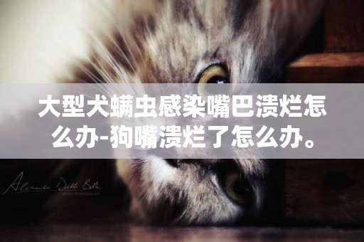 大型犬螨蟲感染嘴巴潰爛怎么辦-狗嘴潰爛了怎么辦。 大型犬螨蟲感染嘴巴潰爛怎么辦-狗嘴潰爛了怎么辦。