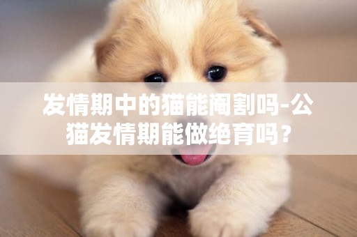 發情期中的貓能閹割嗎-公貓發情期能做絕育嗎？