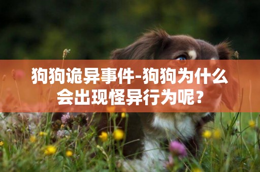 狗狗詭異事件-狗狗為什么會出現怪異行為呢？