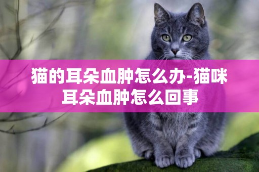 貓的耳朵血腫怎么辦-貓咪耳朵血腫怎么回事