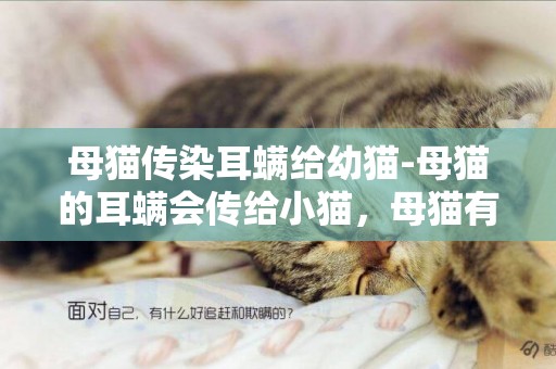 母貓傳染耳螨給幼貓-母貓的耳螨會傳給小貓，母貓有耳螨生出的小貓