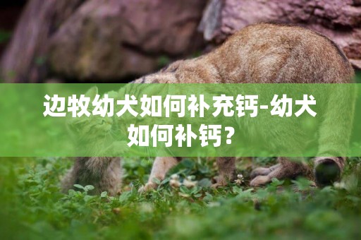 邊牧幼犬如何補充鈣-幼犬如何補鈣？