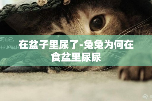 在盆子里尿了-兔兔為何在食盆里尿尿