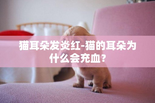 貓耳朵發炎紅-貓的耳朵為什么會充血？