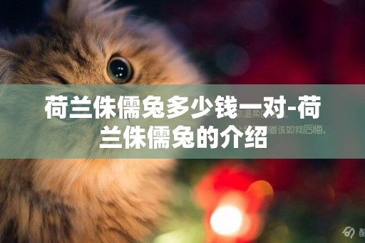 荷蘭侏儒兔多少錢一對-荷蘭侏儒兔的介紹