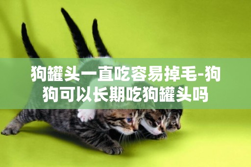 狗罐頭一直吃容易掉毛-狗狗可以長期吃狗罐頭嗎