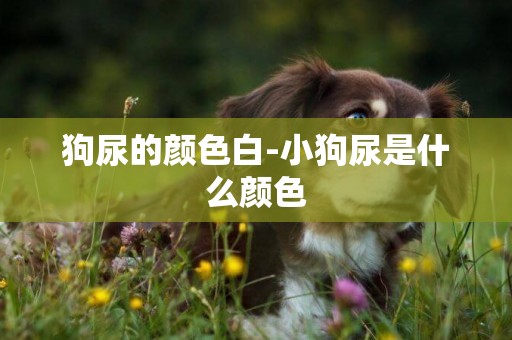 狗尿的顏色白-小狗尿是什么顏色