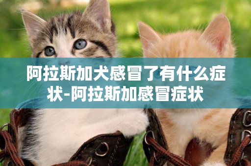 阿拉斯加犬感冒了有什么癥狀-阿拉斯加感冒癥狀