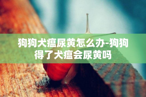 狗狗犬瘟尿黃怎么辦-狗狗得了犬瘟會尿黃嗎
