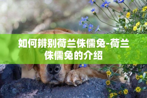 如何辨別荷蘭侏儒兔-荷蘭侏儒兔的介紹