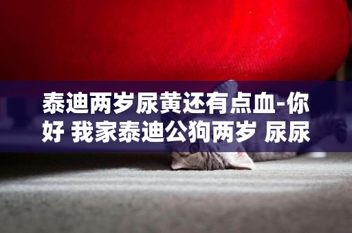 泰迪兩歲尿黃還有點血-你好 我家泰迪公狗兩歲 尿尿尿的是血…是上火了還是感染了呢